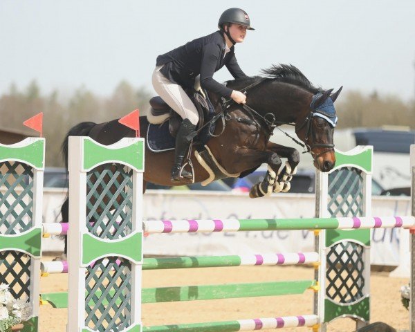 Springpferd Damaris 30 (Hannoveraner, 2010, von Diarado)