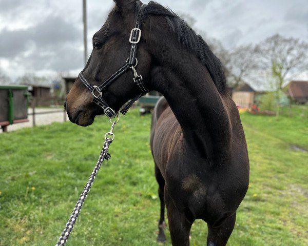 horse Fips (Hanoverian, 2021, from Friedrich der Große)