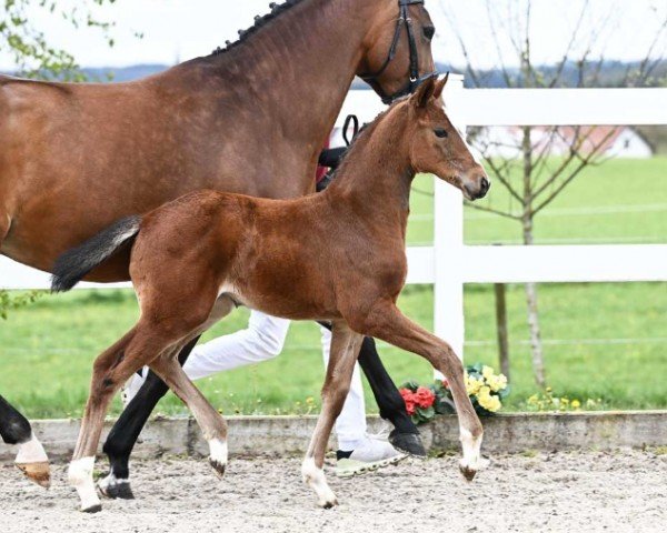horse Dimbala (German Sport Horse, 2024, from Denzel Vt Meulenhof)