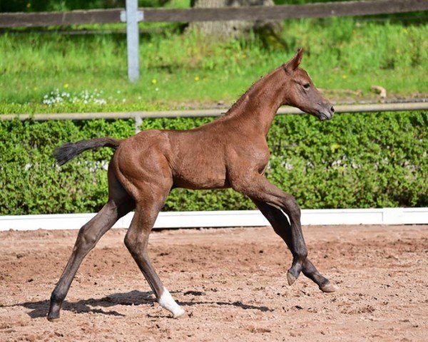 horse Don't Touch (German Sport Horse, 2024, from Don van het Parelshof Z)