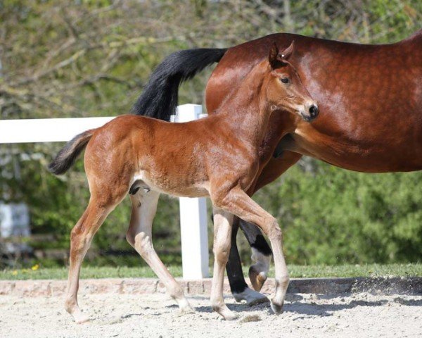 Pferd Dakan (Deutsches Sportpferd, 2024, von Dourkhan Hero Z)