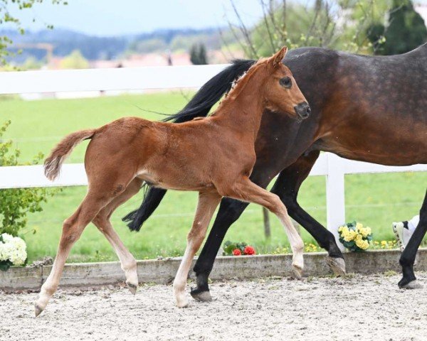 horse Dynamic Girl (German Sport Horse, 2024, from Dynamic Dream)