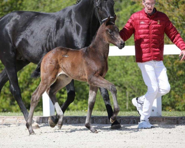 horse Diva Milena (German Sport Horse, 2024, from Dynamic Dream)