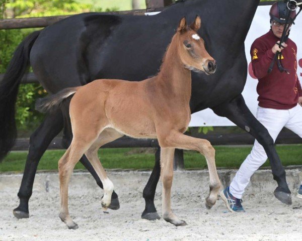 Pferd Fusion Lady (Deutsches Sportpferd, 2024, von Fusionist)