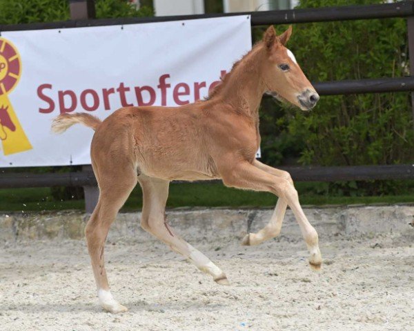 horse Gepsom Boy (German Sport Horse, 2024, from Gepsom)