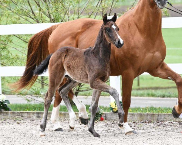 horse Sissi (German Sport Horse, 2024, from Sebastino PS)