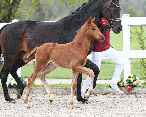 horse Vetruv (German Sport Horse, 2024, from DSP VA Bene)