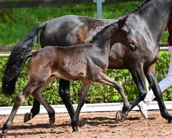 horse Vision Gold (German Sport Horse, 2024, from Vision)