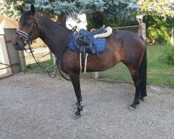 broodmare Pia L (German Riding Pony, 2017, from Primus)