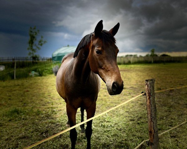 broodmare Shakira 514 (German Sport Horse, 2014, from Cheetano)