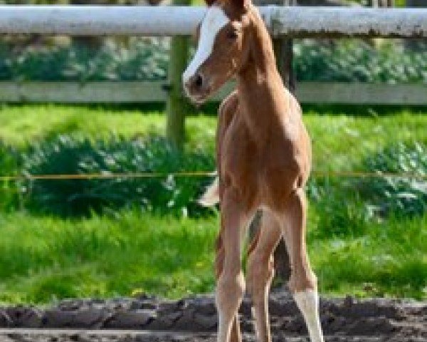horse Kunterbunte M (Oldenburg, 2024, from Bon Esprit)