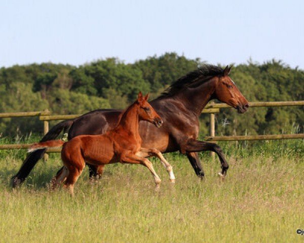 horse Bovbjerg Fyr (German Sport Horse, 2023, from Ben Benicio)