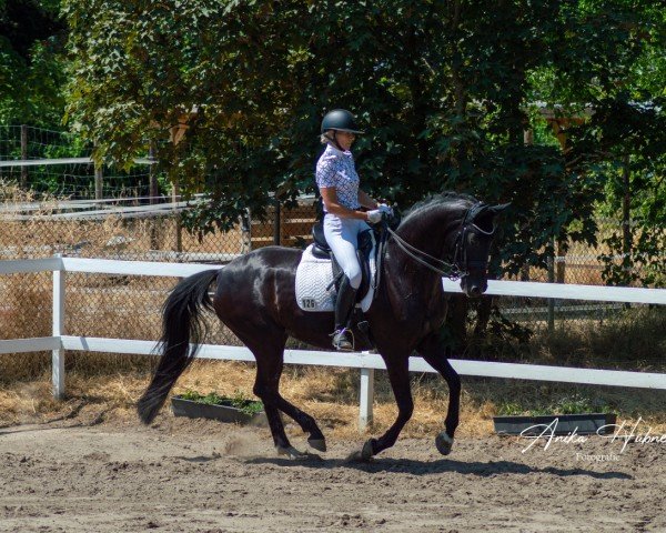 dressage horse Fräulein Florence Wi (German Sport Horse, 2014, from Fürst Romancier) dressage horse Fräulein Florence Wi (German Sport Horse, 2014, from Fürst Romancier)