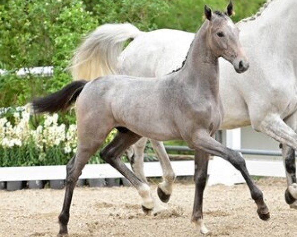 Pferd Gatsby (Oldenburger Springpferd, 2023, von Grey Butt)