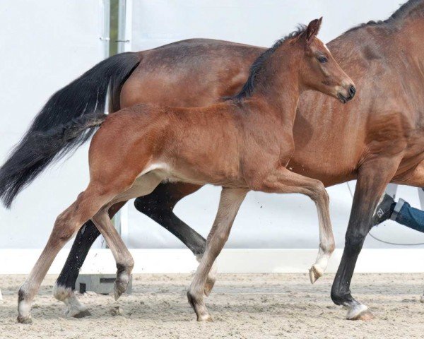 Pferd Sound of silence (Westfale, 2023, von Skyline To B)