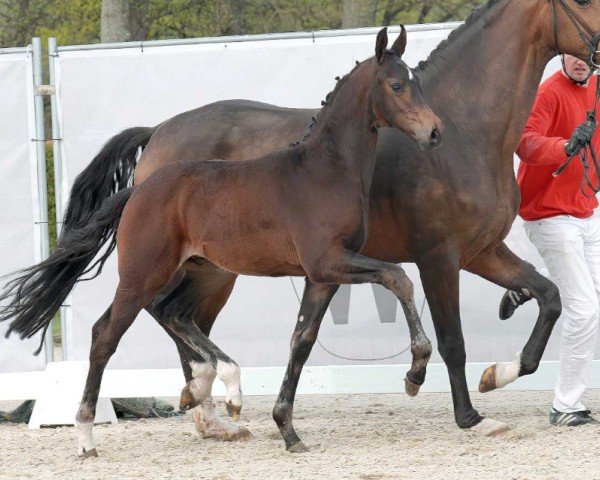 horse Dark Diamond (Westphalian, 2023, from Diamantenglanz) horse Dark Diamond (Westphalian, 2023, from Diamantenglanz)