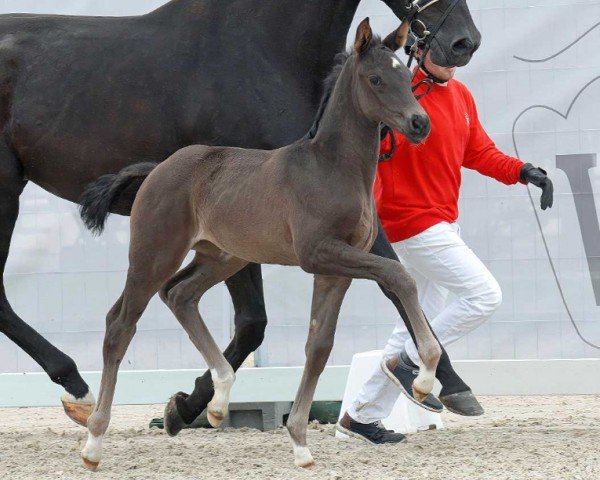 horse Fürstin (Westphalian, 2023, from Fanegro)