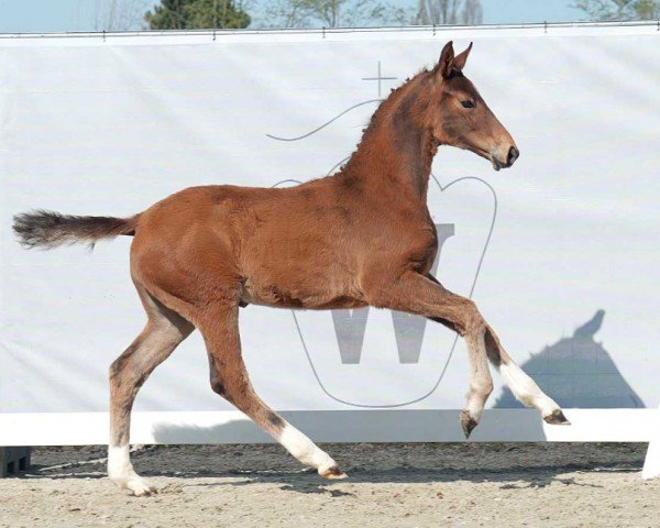 horse Benzema (Westphalian, 2023, from Belissimo NRW)