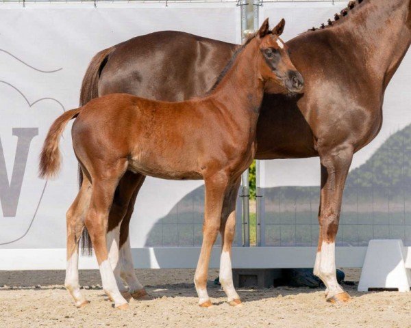 horse Franz Heinrich (Westphalian, 2023, from Franziskus FRH)
