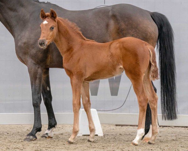 horse Filia Lou (Westphalian, 2023, from Fidertanz)