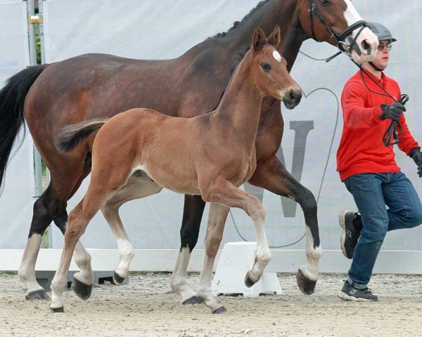 horse Bia (Westphalian, 2023, from Be Sure FRH)