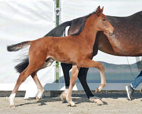 stallion Vincerò (Westphalian, 2023, from Va' Pensiero FRH)