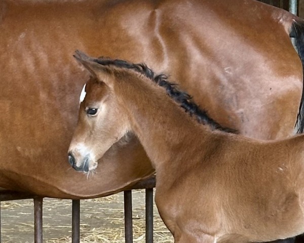 horse Comme ma Chérie SO (Westphalian, 2024, from Comme il Faut)