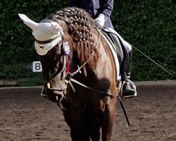 dressage horse Tanganica Cor (Cruzado-Espanol, 2017)