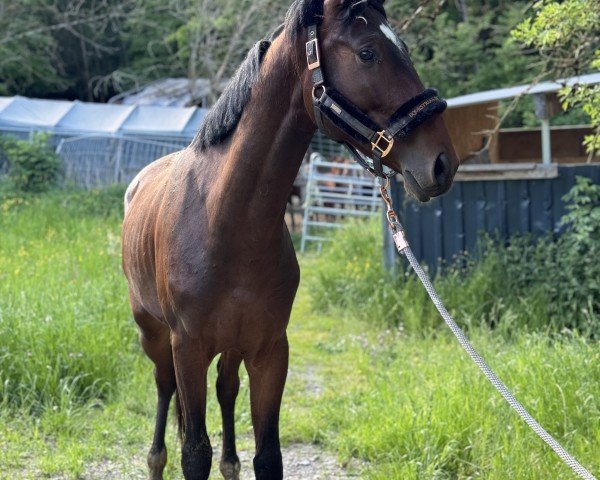 horse Harley S. S. (Oldenburg show jumper, 2022, from Hardrock Z)