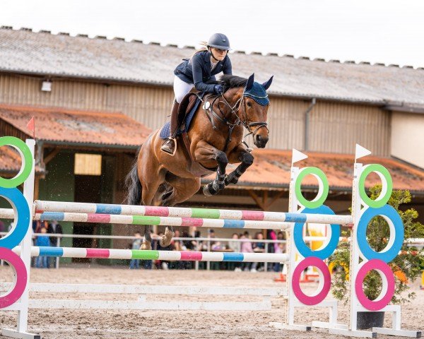 Springpferd Miregina (KWPN (Niederländisches Warmblut), 2017, von Glasgow van het Merelsnest)