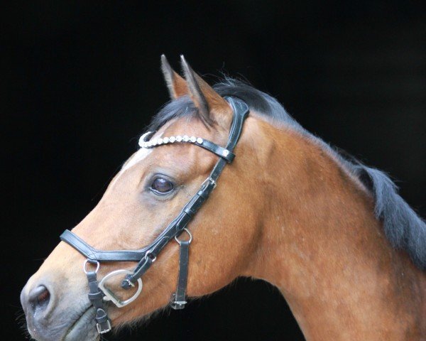 horse Leo (German Riding Pony, 2004, from Graslahof's Dancer)