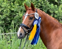 dressage horse Nelson ME (German Riding Pony, 2014, from Nacromancer inthe dark)