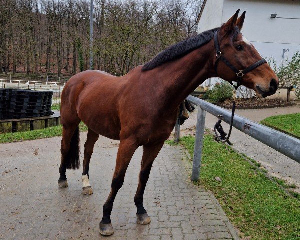 jumper Luigi 247 (Oldenburg, 2009, from Leviathan)