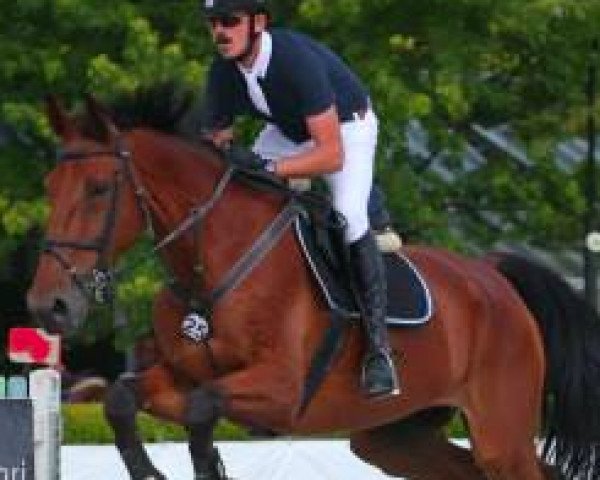 horse Vincenzo VDL (KWPN (Royal Dutch Sporthorse), 2002, from Acobat II)