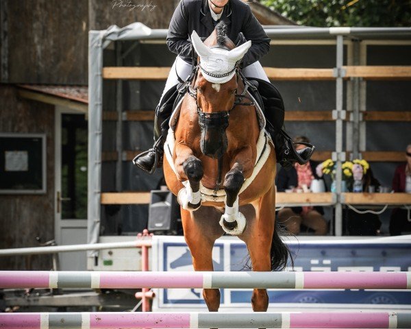 jumper Stilian (German Sport Horse, 2013, from Stylist) jumper Stilian (German Sport Horse, 2013, from Stylist)