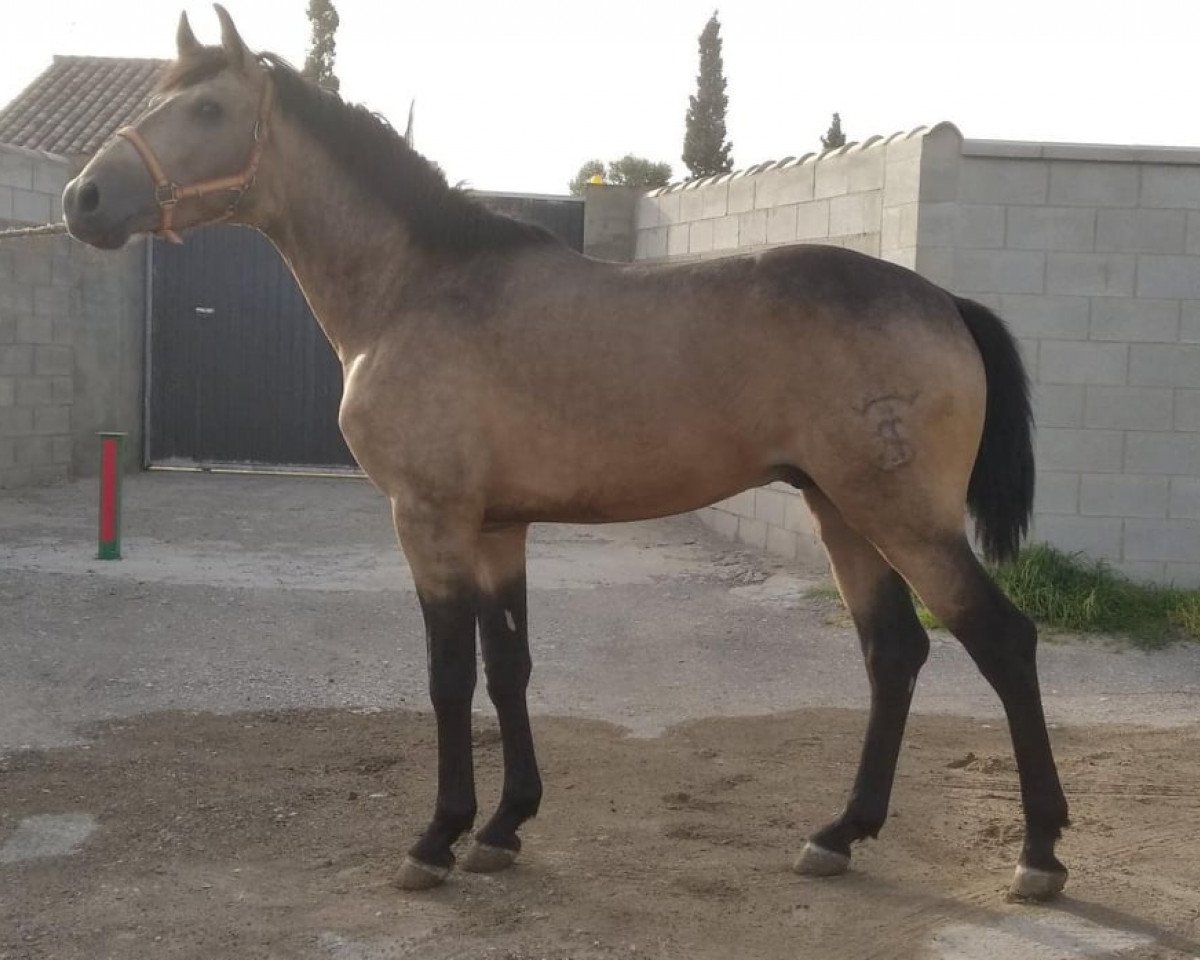 Pferd Talento (Pura Raza Espanola (PRE), 2019)
