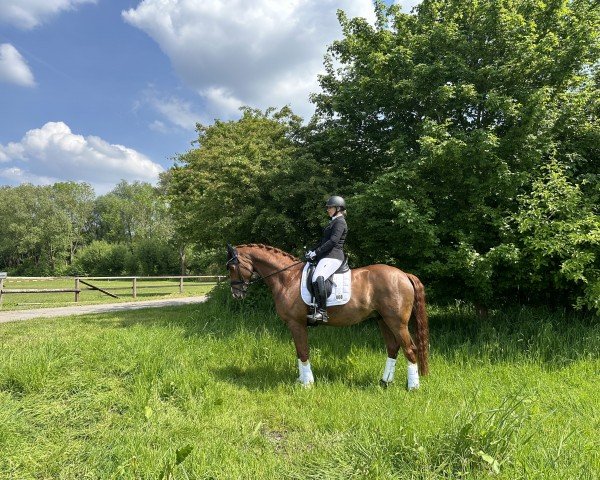 dressage horse Bellino A (Rhinelander, 2016, from Belissimo NRW)