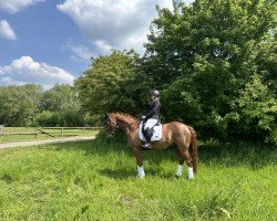 dressage horse Bellino A (Rhinelander, 2016, from Belissimo NRW)
