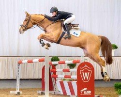 Springpferd Flying Spur (Oldenburger Springpferd, 2015, von For Pleasure)