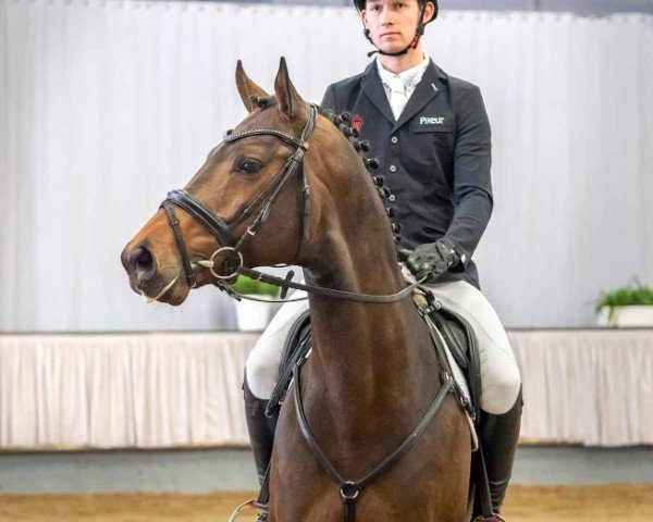 stallion Dubolensky (Westphalian, 2014, from Douglas)