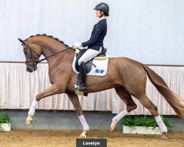horse Klette (Westphalian, 2017, from Libertad FRH)