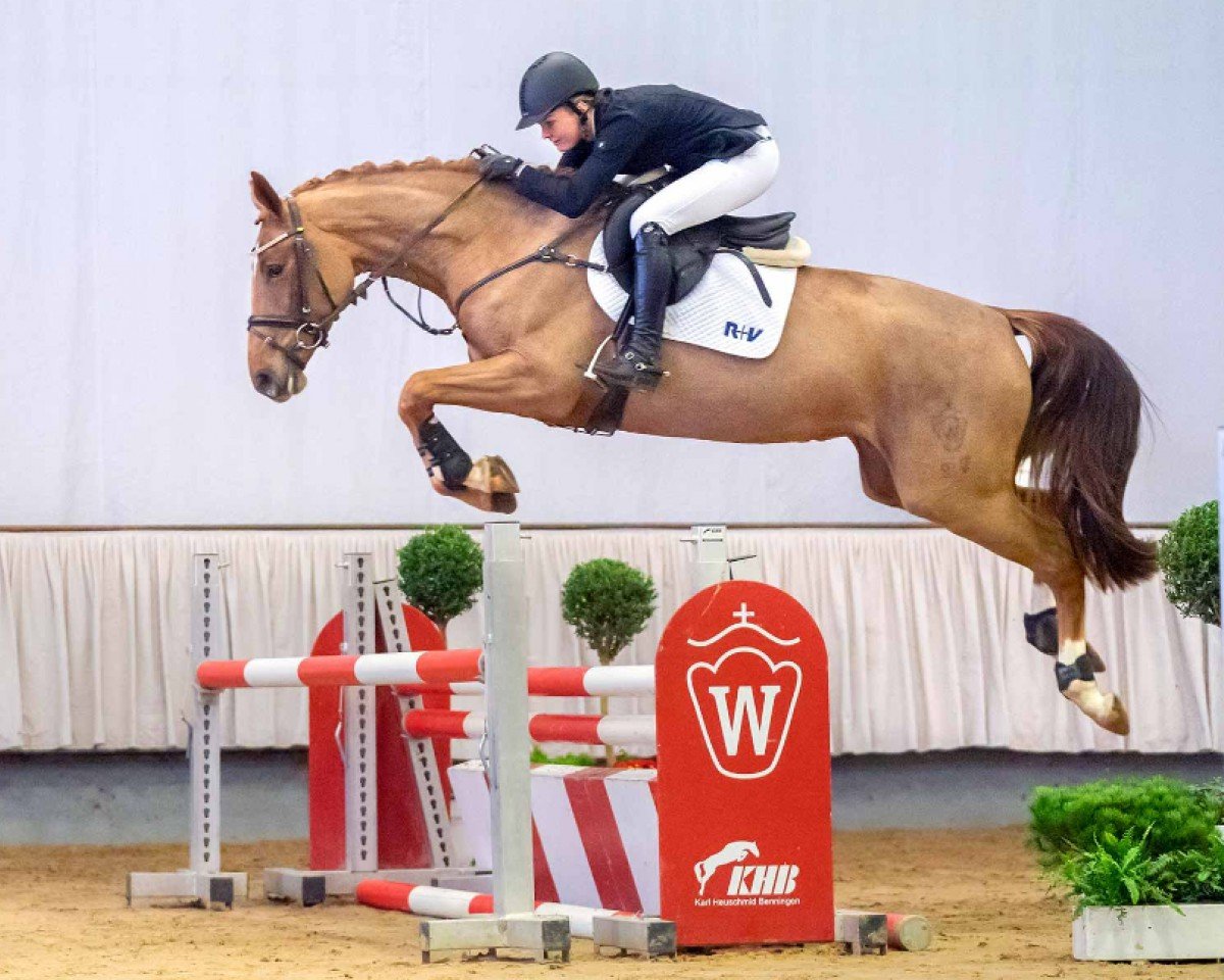 Caballo de salto Design your Life SB (Westfaliano, 2016, de Diathago)