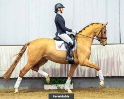 Pferd Formidable (Westfale, 2016, von For Romance I)