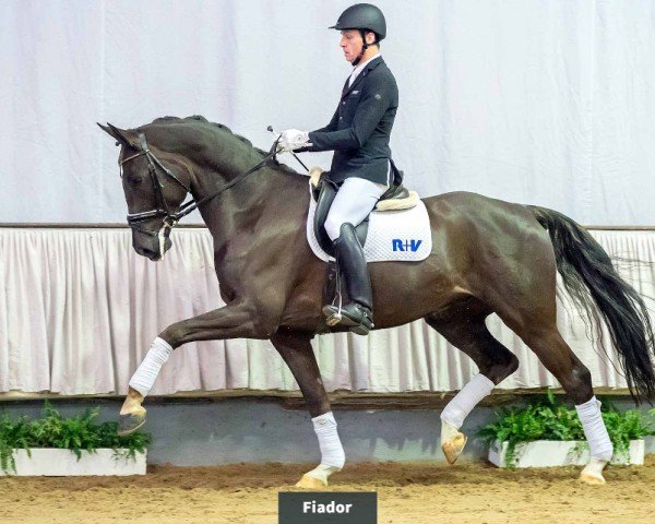 dressage horse Fiador R (Hanoverian, 2014, from Franziskus FRH)
