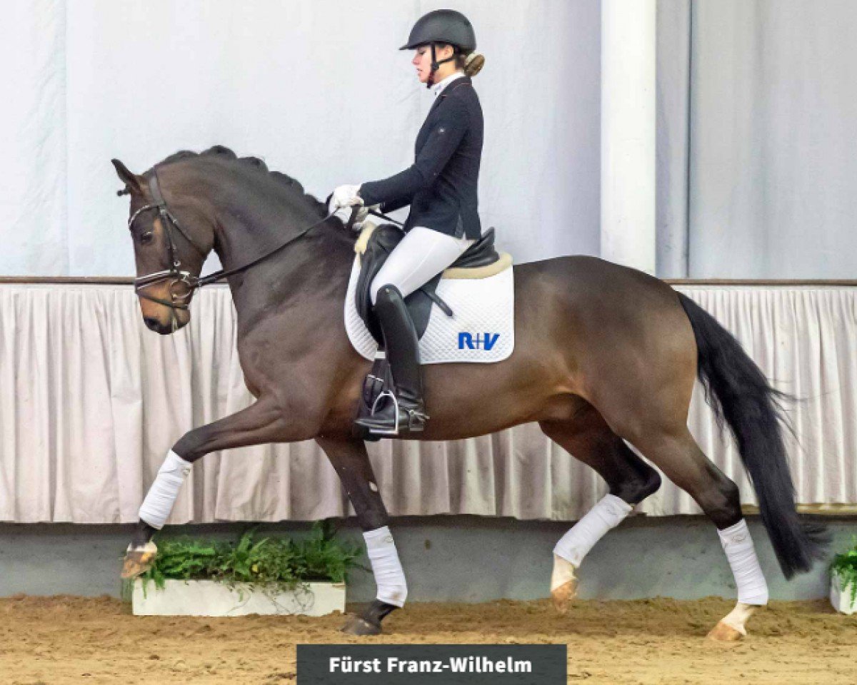 horse Fürst Franz-Wilhelm (Hanoverian, 2015, from Fürstenball)