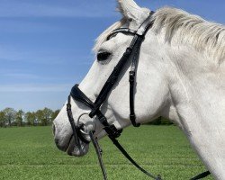Springpferd Levinja La Luna (Oldenburger Springpferd, 2014, von Levisonn 208 FIN)