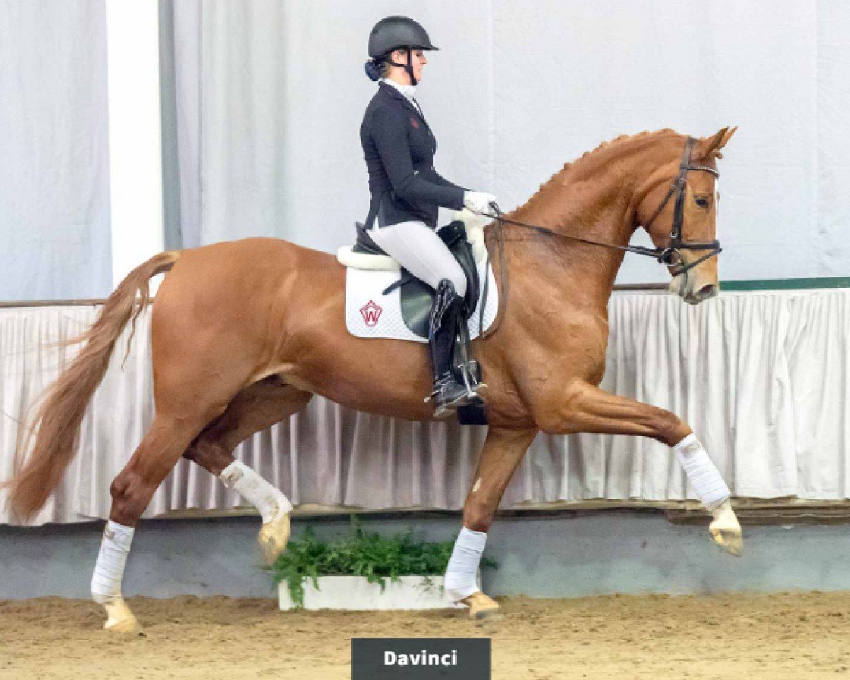 Pferd Davinci (Westfale, 2016, von Danone 4)