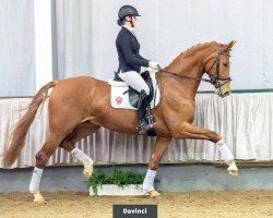 Pferd Davinci (Westfale, 2016, von Danone 4)