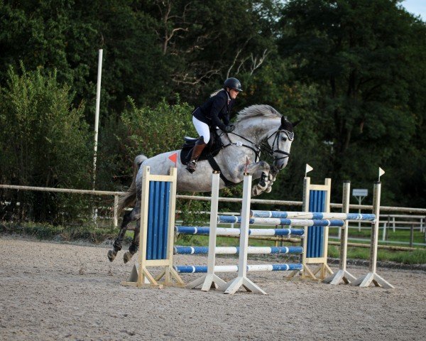 jumper Levinus 2 (Hanoverian, 2012, from Levisonn 208 FIN)