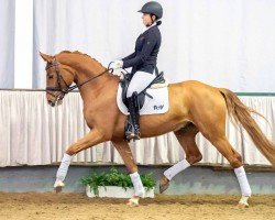 Pferd For my dreams (Hannoveraner, 2016, von For Romance I)